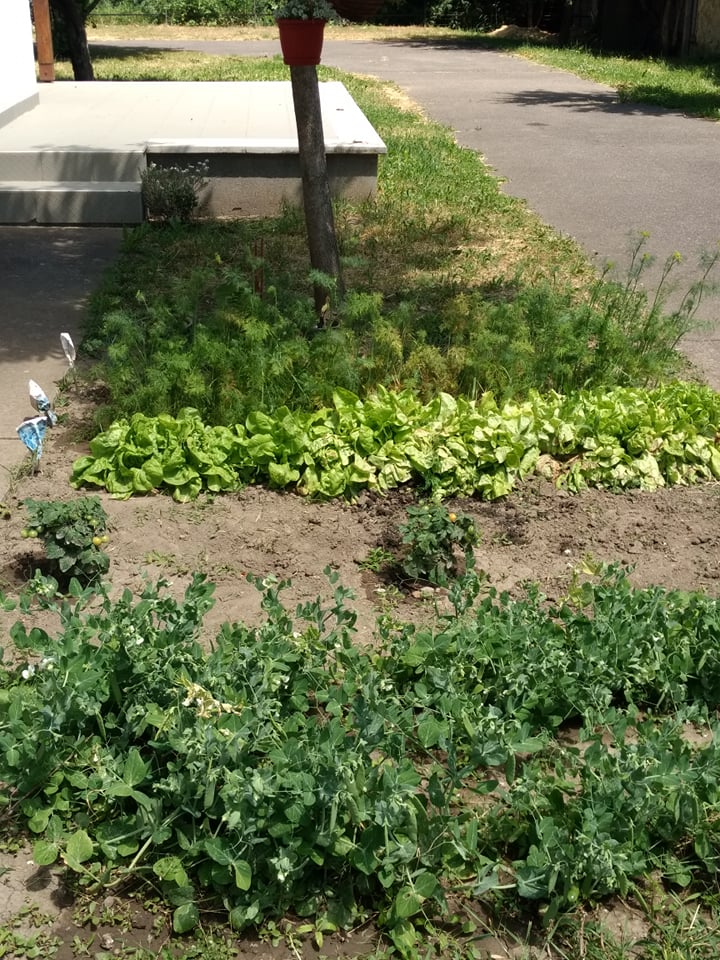 Zöldségkert